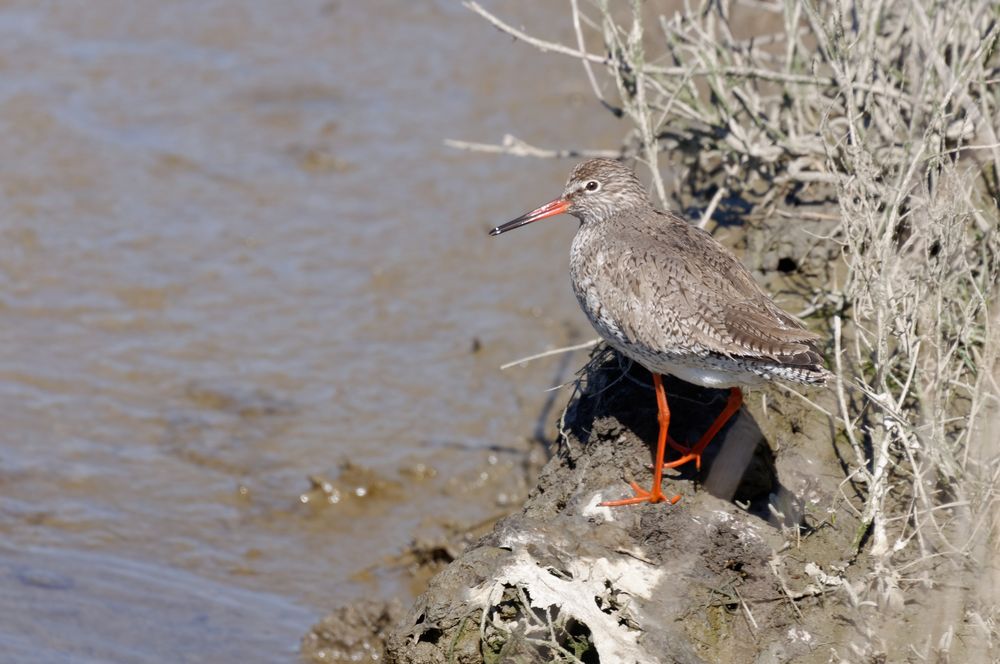 Rotschenkel (Tringa totanus)