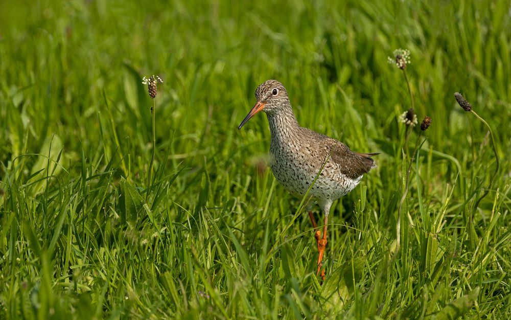 Rotschenkel (Tringa totanus) 