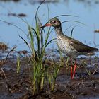 Rotschenkel (Tringa totanus) 