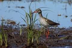 Rotschenkel (Tringa totanus) 