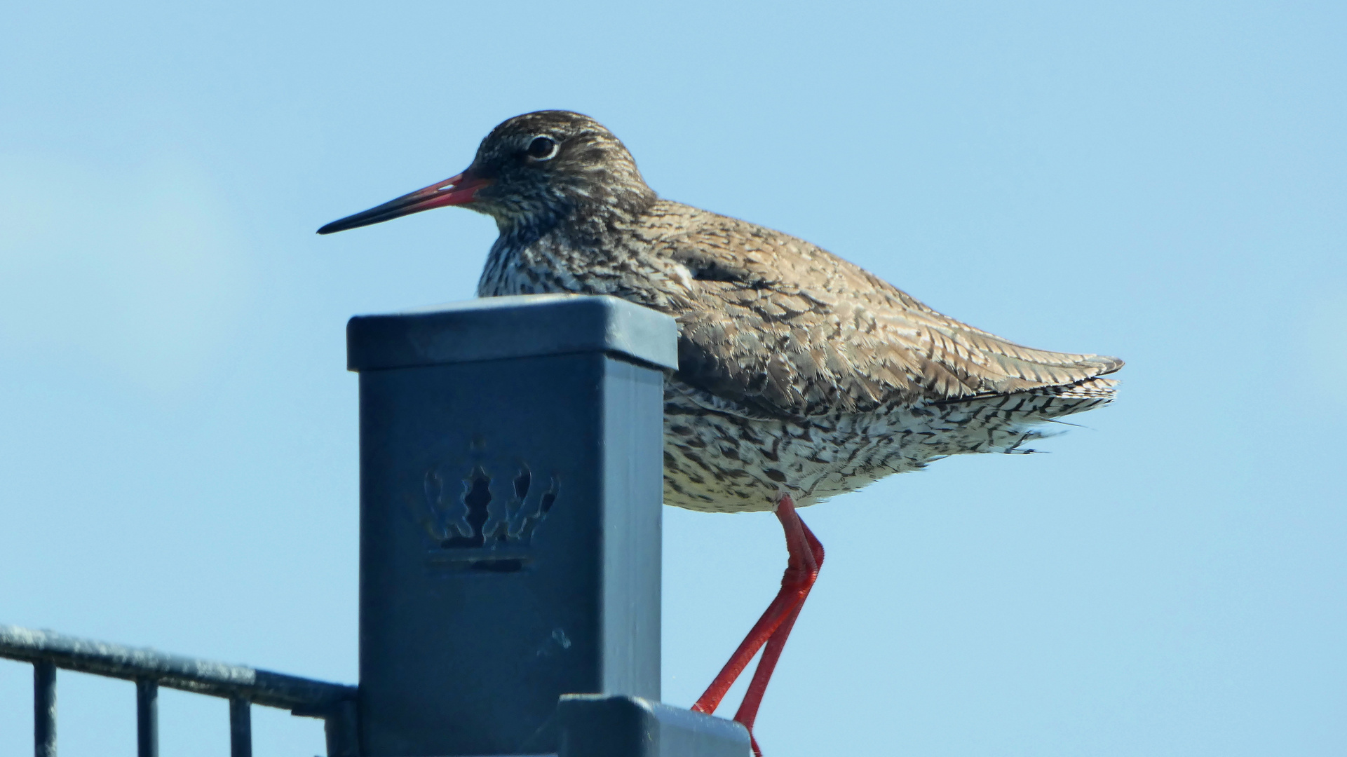 Rotschenkel (Tringa totanus)