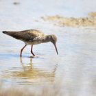 Rotschenkel, (Tringa totanus) common red shank, archibebe común