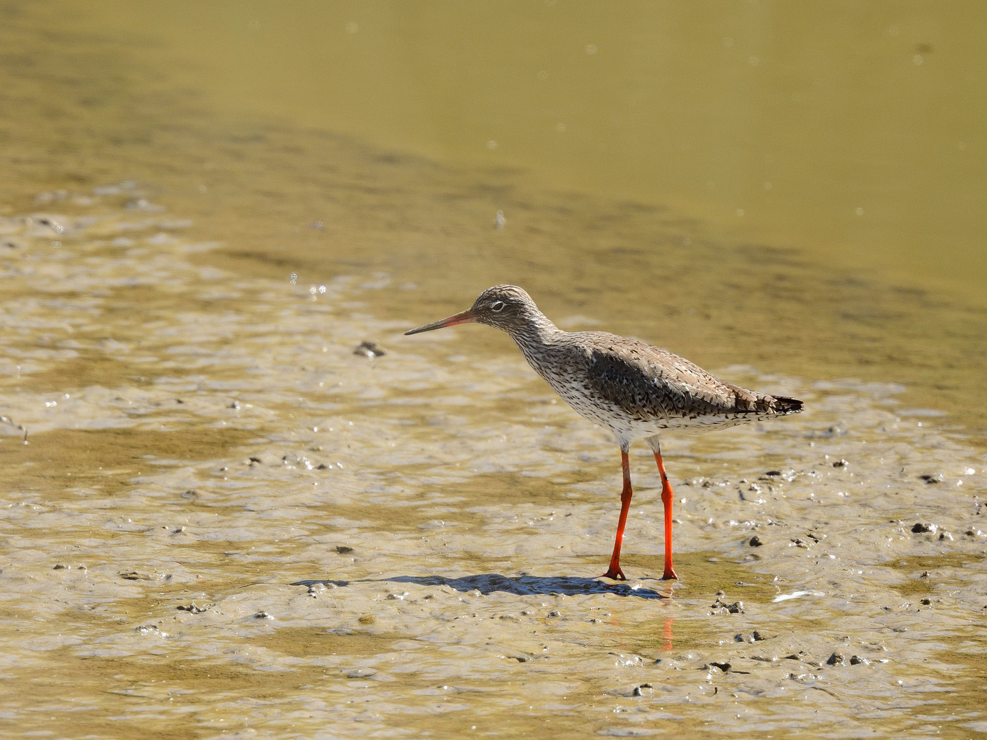 Rotschenkel, (Tringa totanus) common  red shank, archibebe común