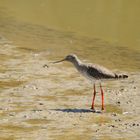 Rotschenkel, (Tringa totanus) common  red shank, archibebe común