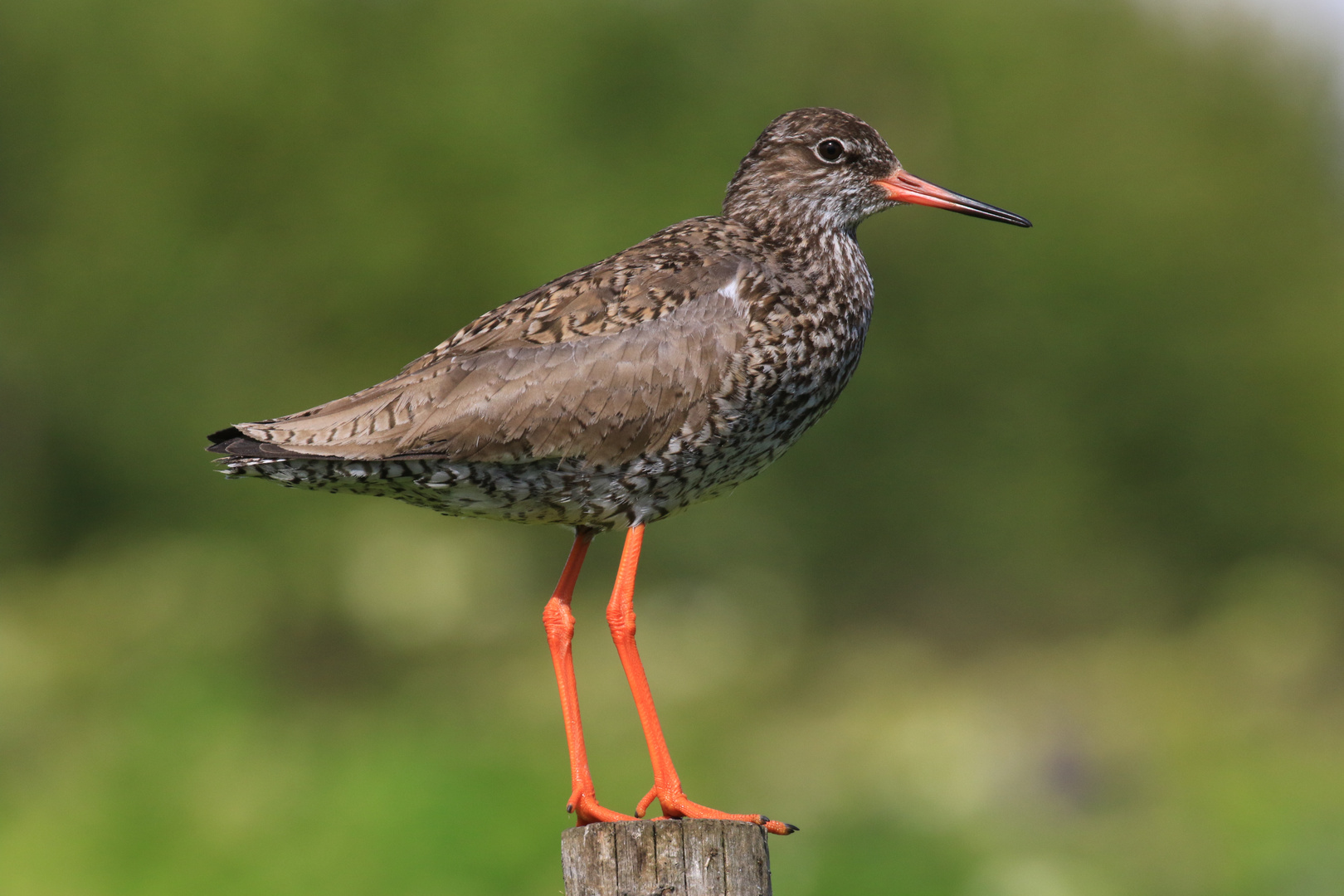 Rotschenkel (Tringa totanus)