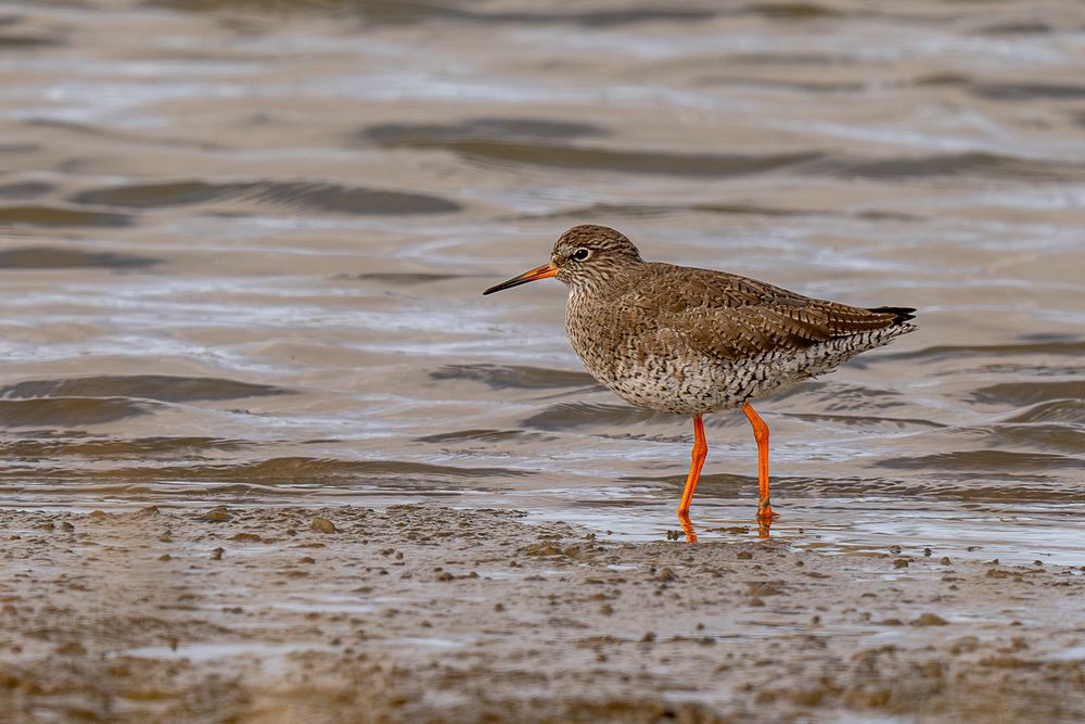 Rotschenkel  (Tringa totanus) 