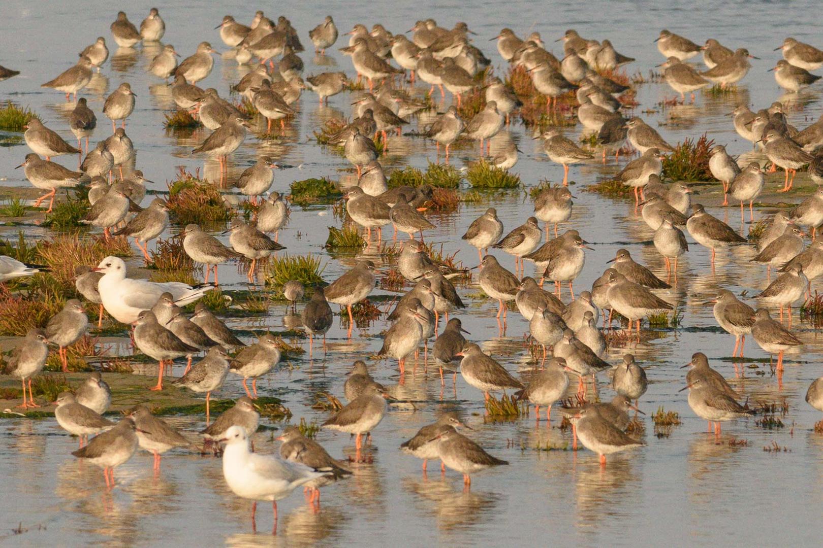 Rotschenkel, Westaußengroden Wangerooge