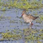 Rotschenkel,Redshank, Tringa totanus