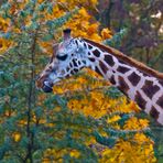 Rotschildgiraffe nach festlicher Mahlzeit