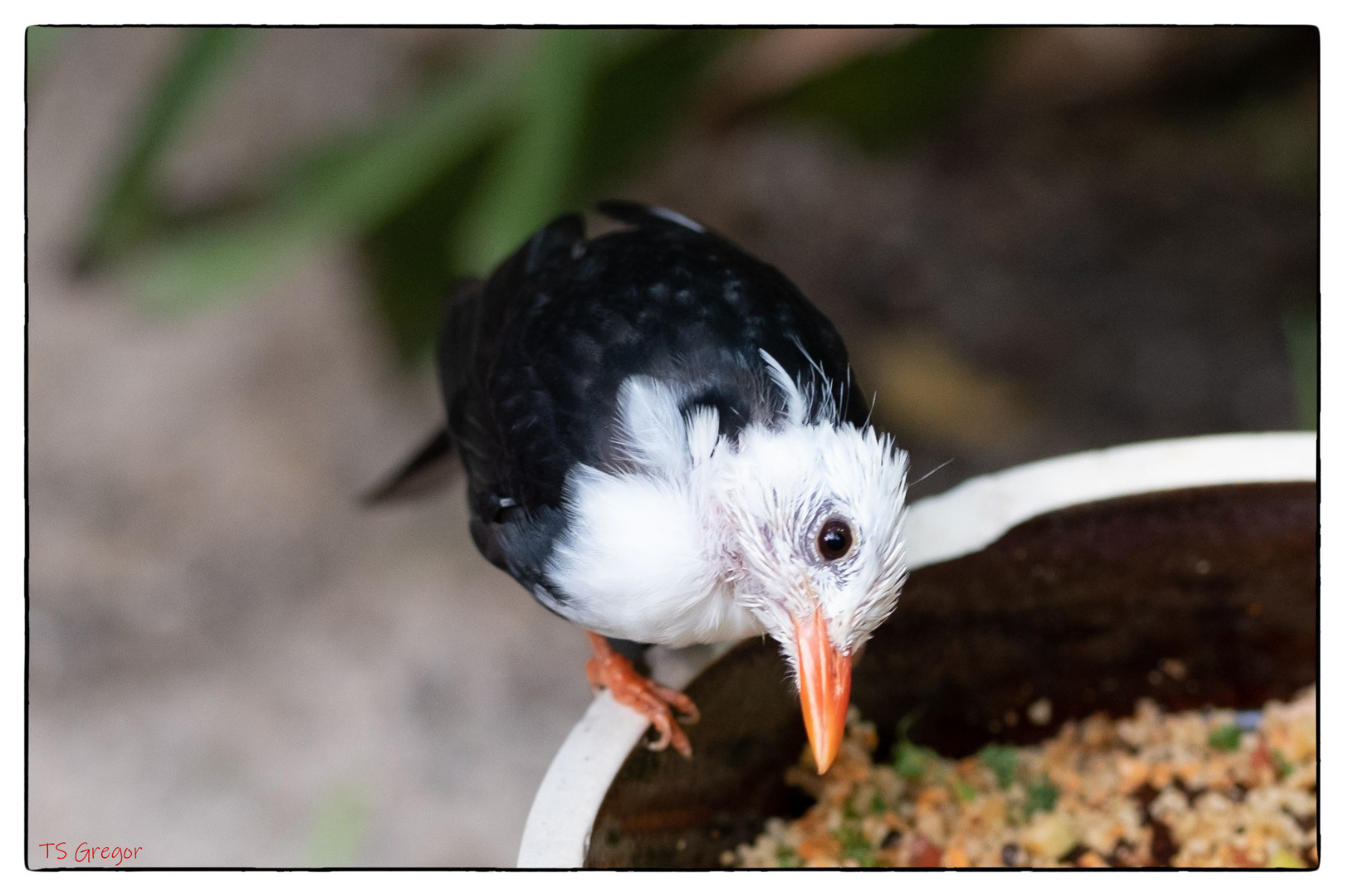 Rotschnabel Fluchtvogel