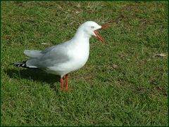 Rotschnabel Möve / LARUS novae hollandiae