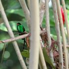 Rotschnabel Streamertail