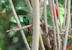 Rotschnabel Streamertail