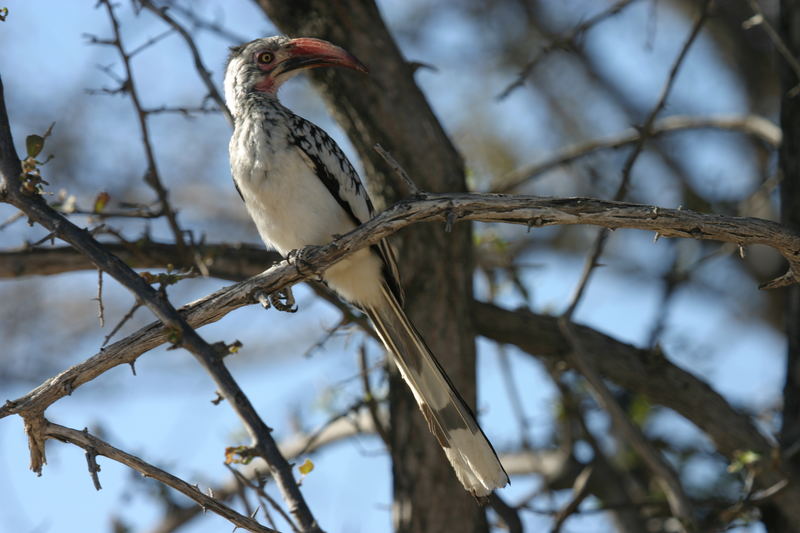 Rotschnabel Toko auch Hornbill genannt