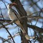 Rotschnabel Toko auch Hornbill genannt