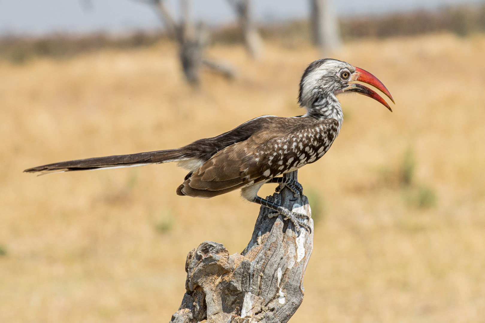 Rotschnabel-Toko, Namibia