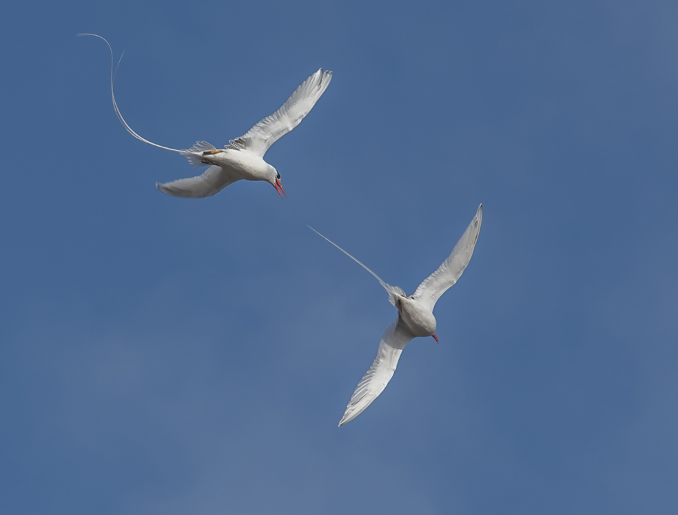 ROTSCHNABEL TROPIKVOGEL