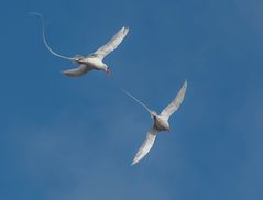 ROTSCHNABEL TROPIKVOGEL