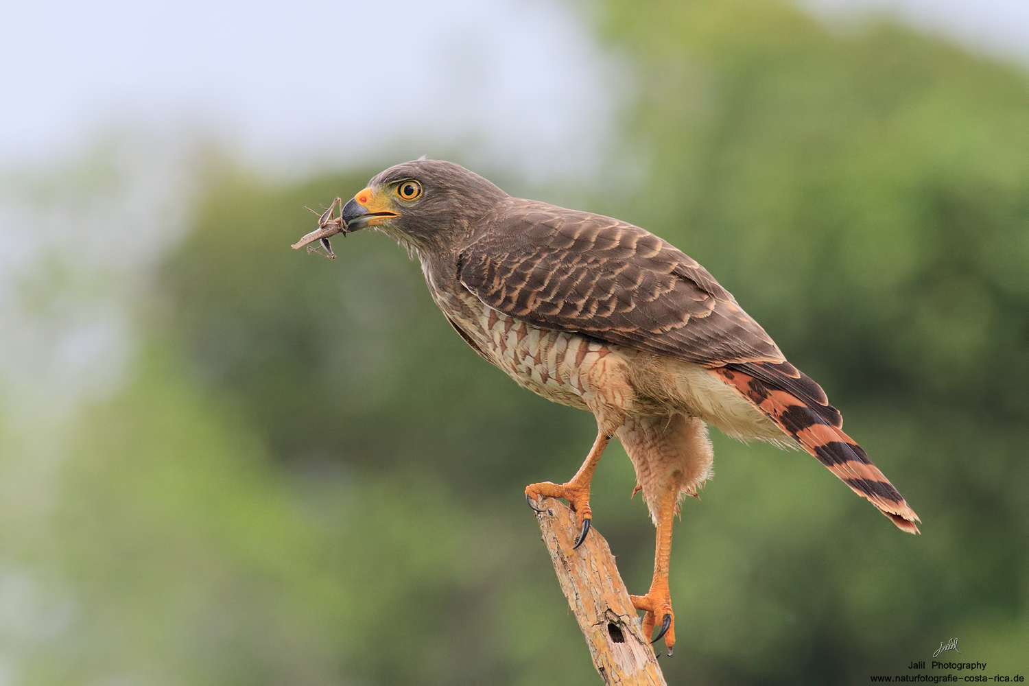 Rotschnabelbussard