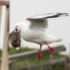 Rotschnabelmöwe im Landeanflug