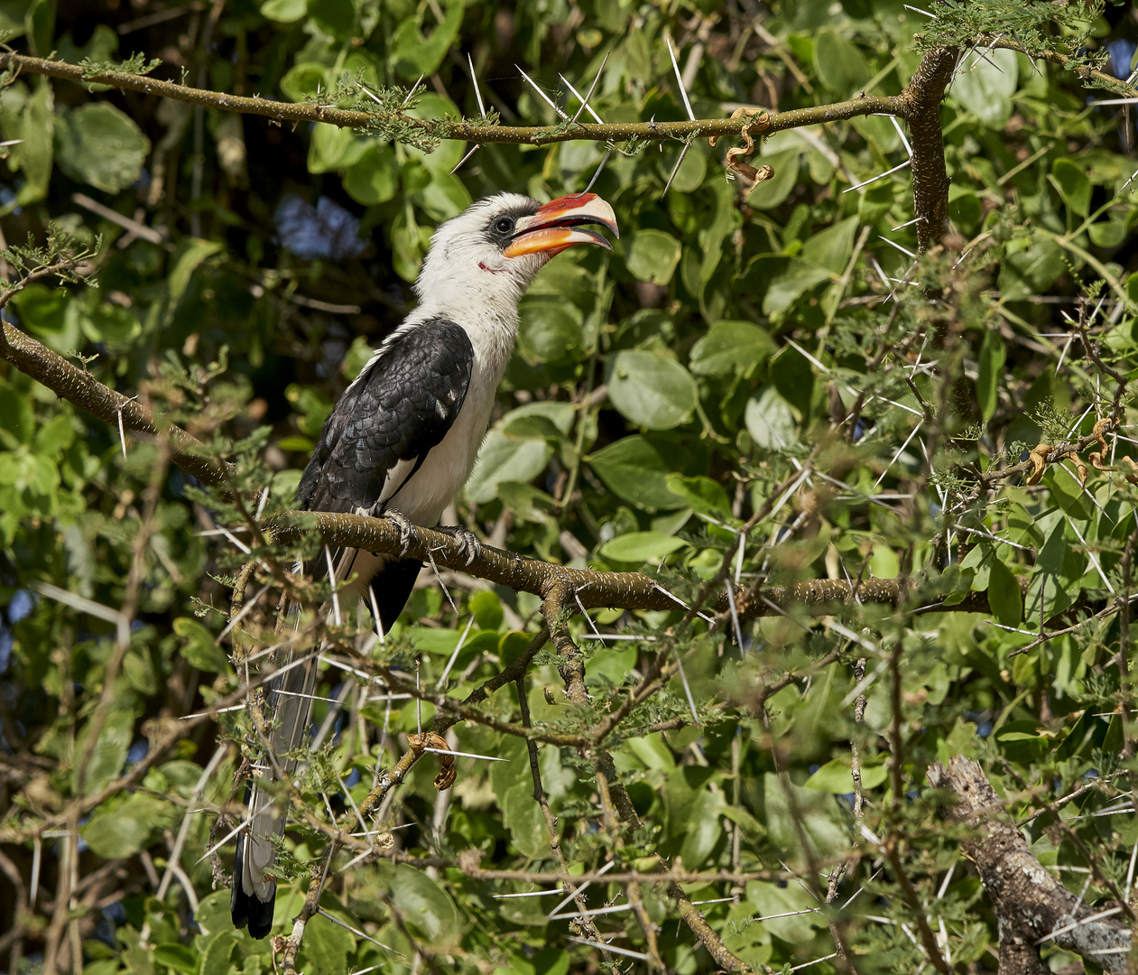 Rotschnabeltoko im Tarangire NP