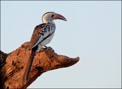 " Rotschnabeltoko " ( Red-billed Hornbill )
