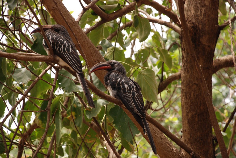 Rotschnabeltoko? (Tockus erythrorhynchus)