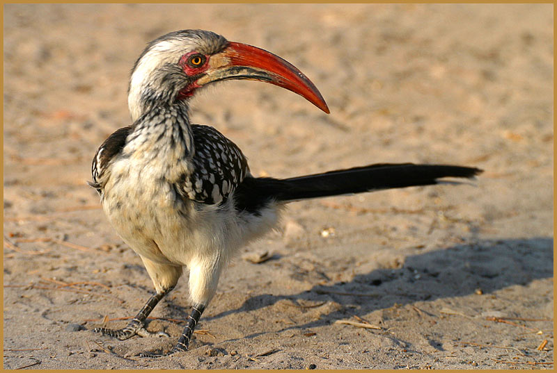 Rotschnabeltoko - Tockus erythrorhynchus