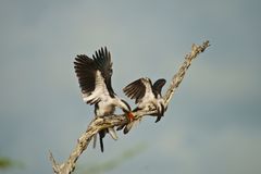 Rotschnabeltoko (Tockus erythrorhynchus), Tanzania, Selous NP