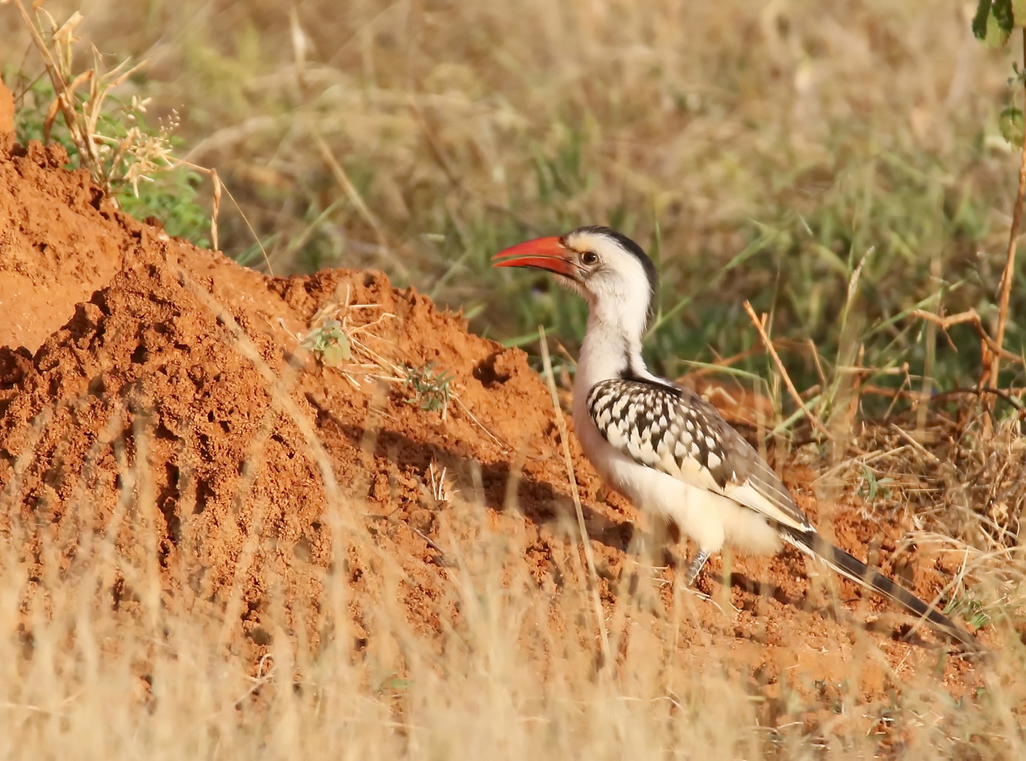 Rotschnabeltoko (Tockus erythrorhynchus),Weibchen