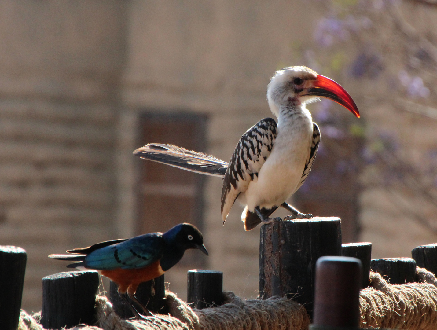 Rotschnabeltoko und Dreifarbenglanzstar Tsavo West Kenia