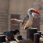 Rotschnabeltoko und Dreifarbenglanzstar Tsavo West Kenia