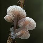 Rotschneidiger Helmling (Mycena rubromarginata) 2