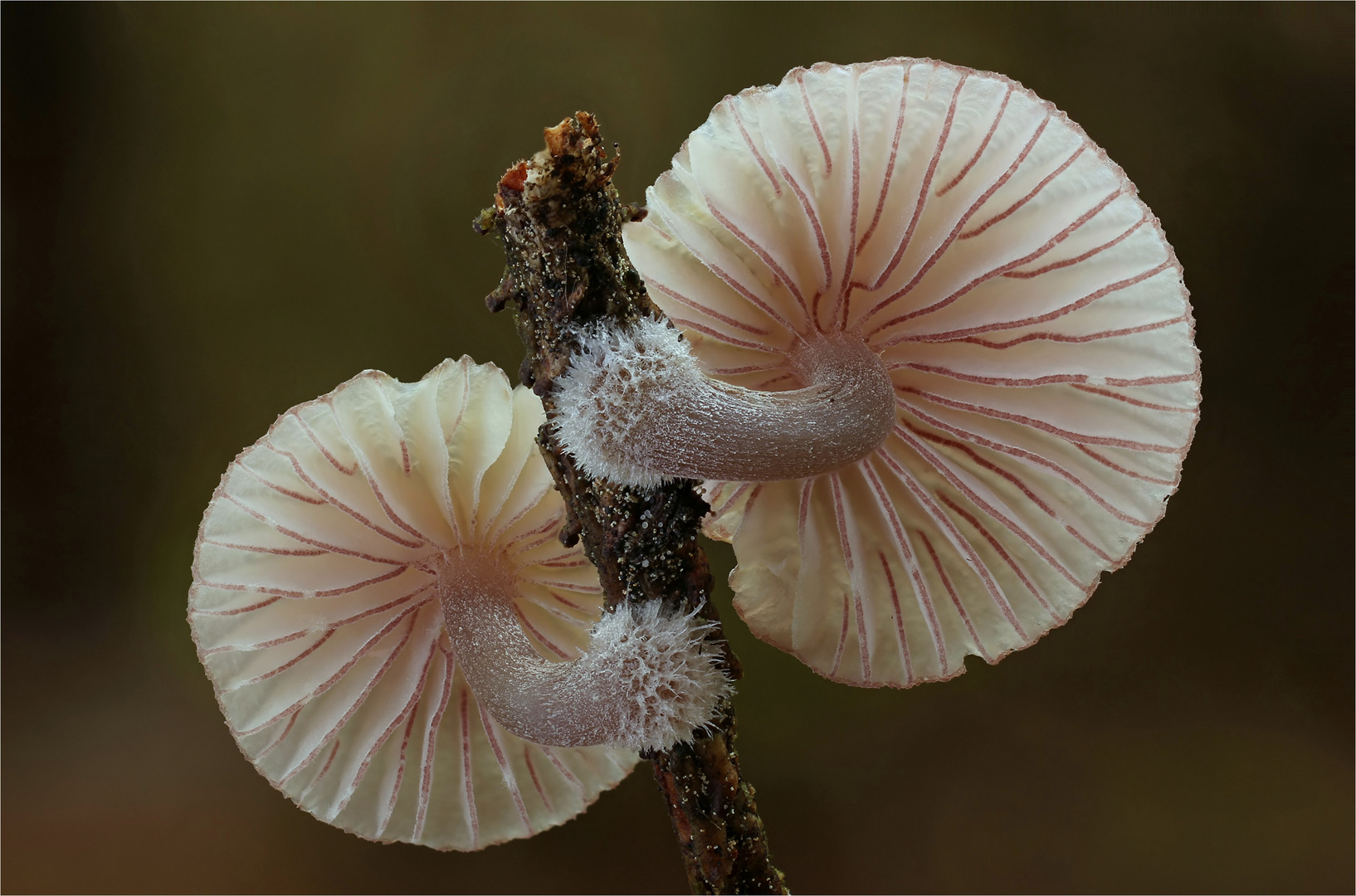 Rotschneidiger Helmling (Mycena rubromarginata)