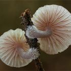 Rotschneidiger Helmling (Mycena rubromarginata)