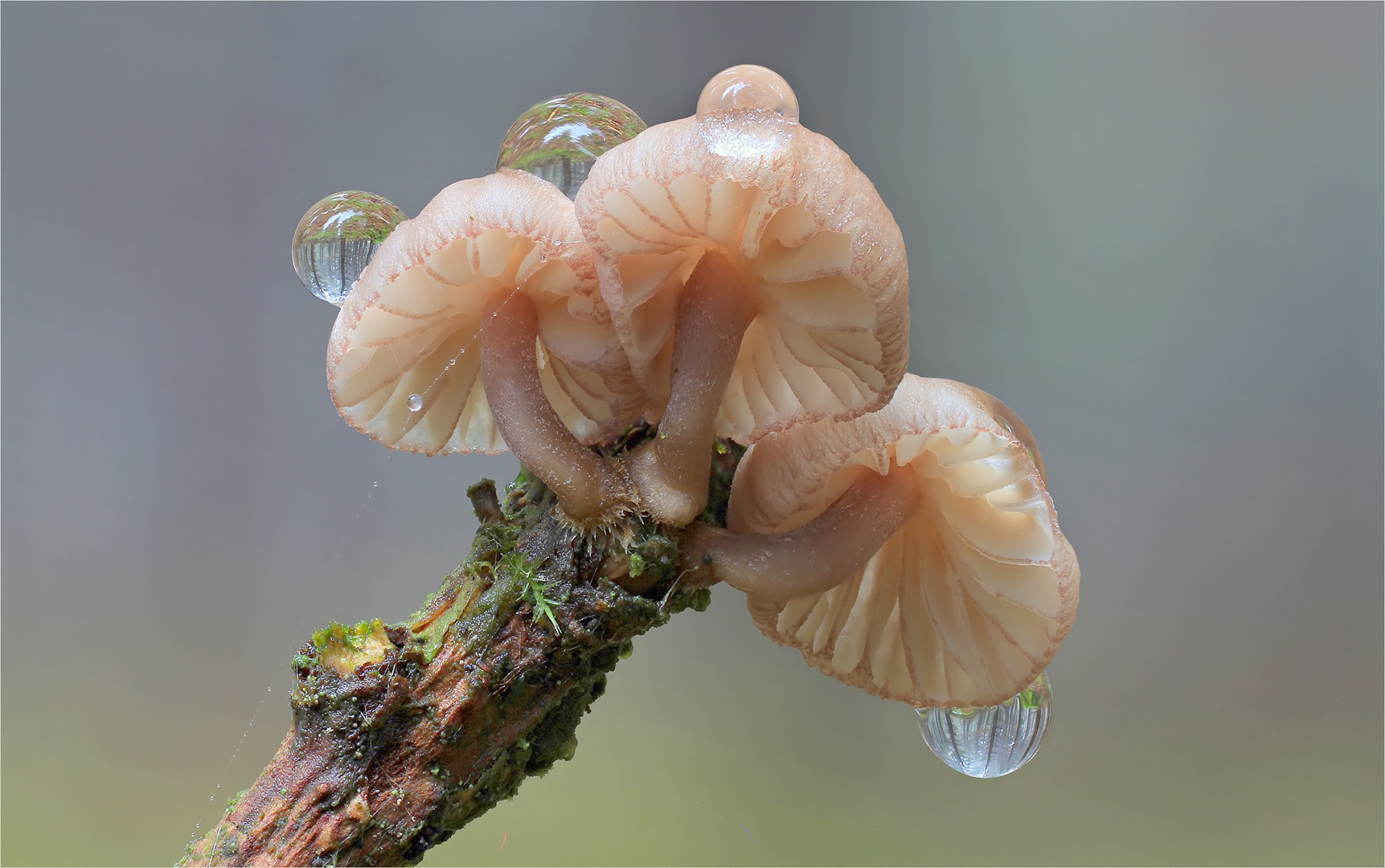 Rotschneidiger Helmling (Mycena rubromarginata)