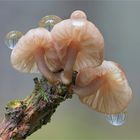 Rotschneidiger Helmling (Mycena rubromarginata)