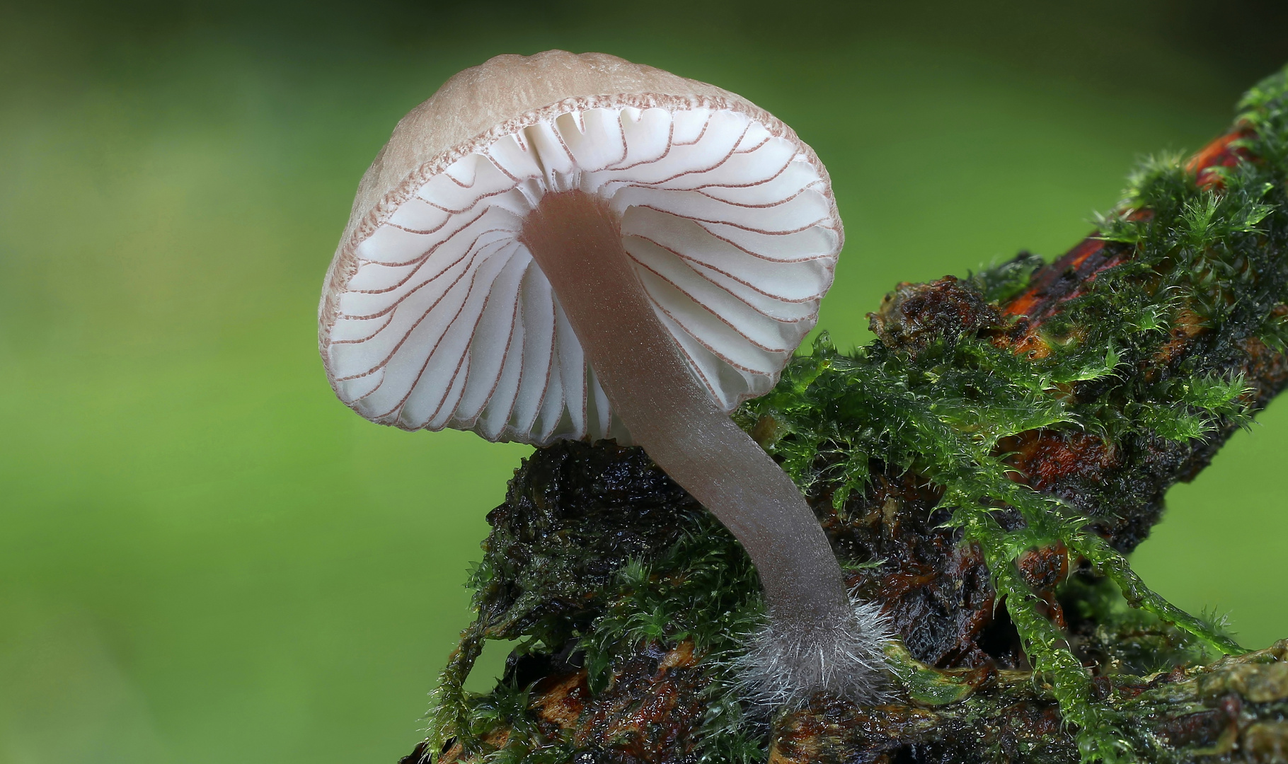 Rotschneidiger Helmling (Mycena rubromarginata)