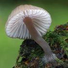 Rotschneidiger Helmling (Mycena rubromarginata)