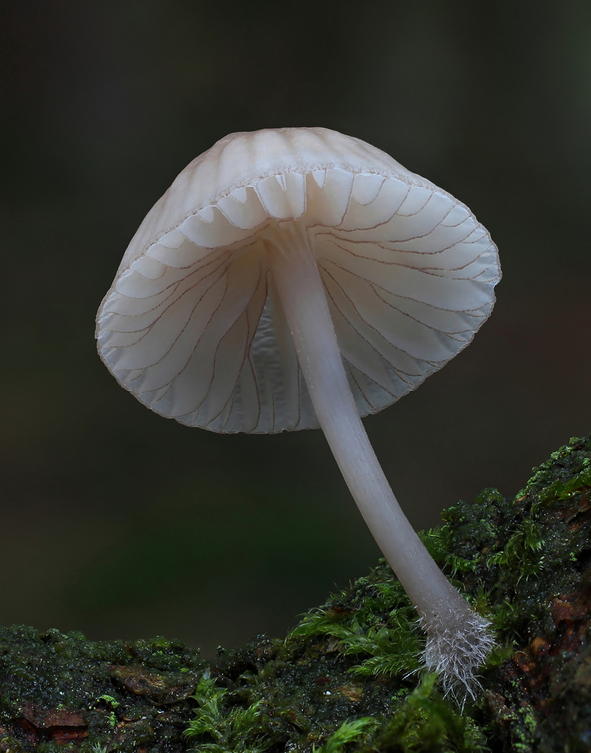 Rotschneidiger Helmling (Mycena rubromarginata)