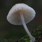 Rotschneidiger Helmling (Mycena rubromarginata)