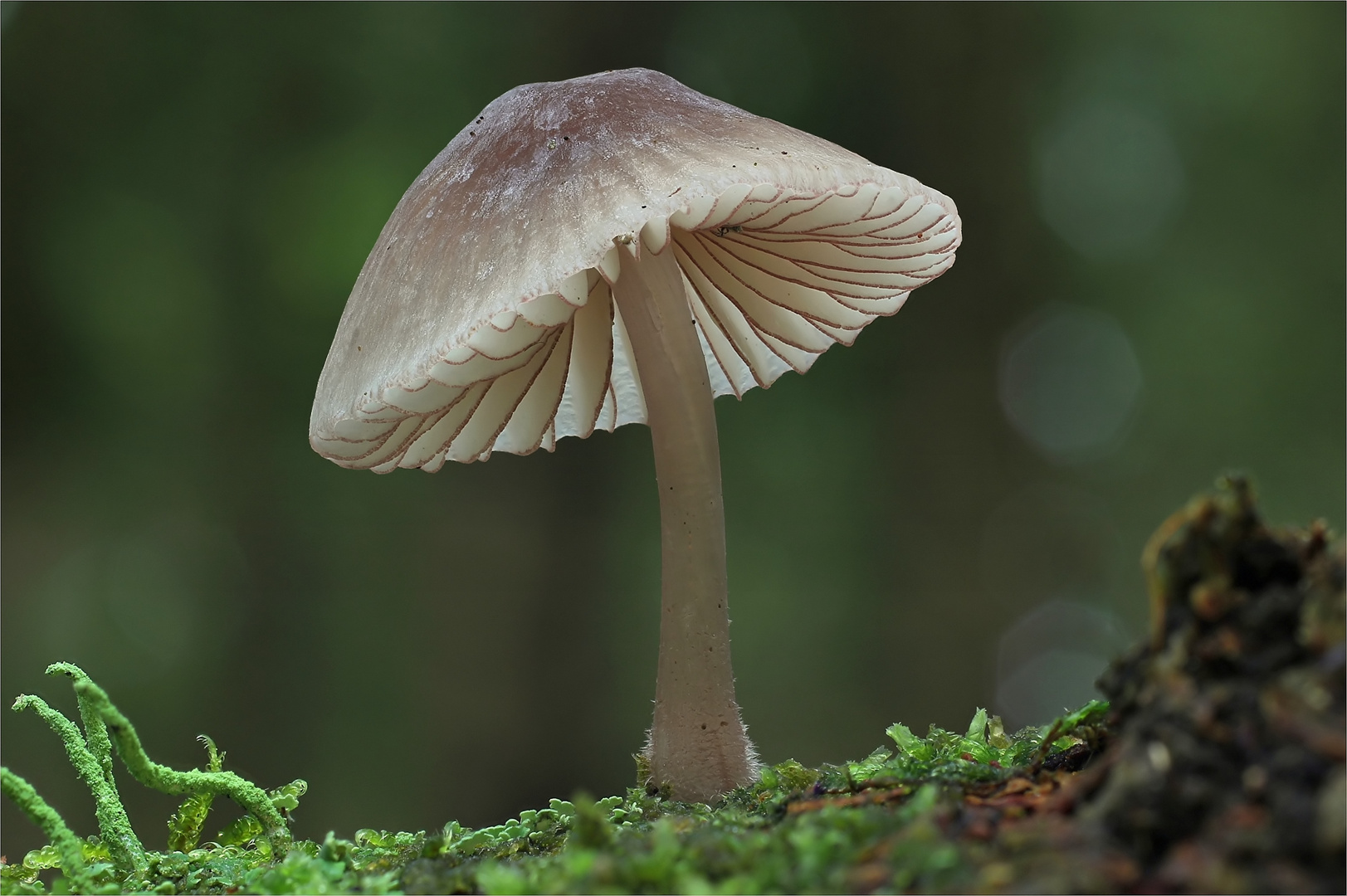 Rotschneidiger Helmling ( Mycena rubromarginata )