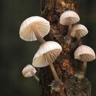 Rotschneidiger Helmling (Mycena rubromarginata)