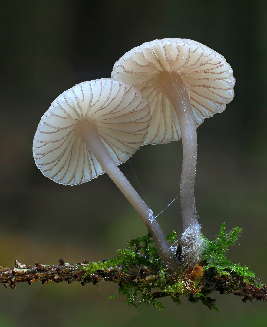 Rotschneidiger Helmling (Mycena rubromarginata)