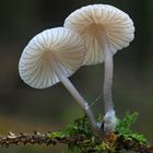 Rotschneidiger Helmling (Mycena rubromarginata)