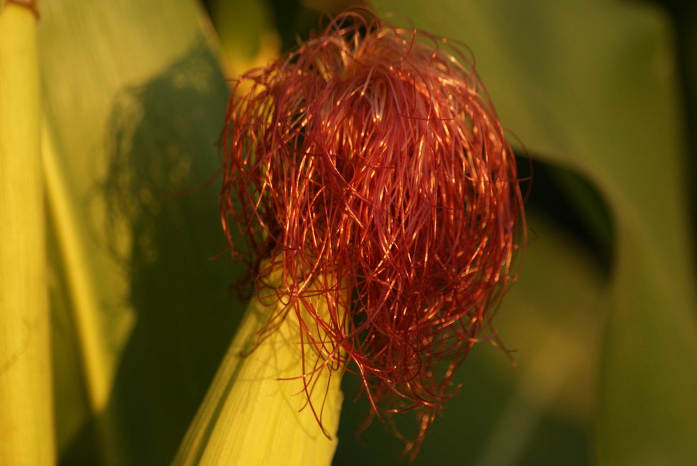 Rotschopf Foto & Bild anfängerecke nachgefragt, nachgefragt