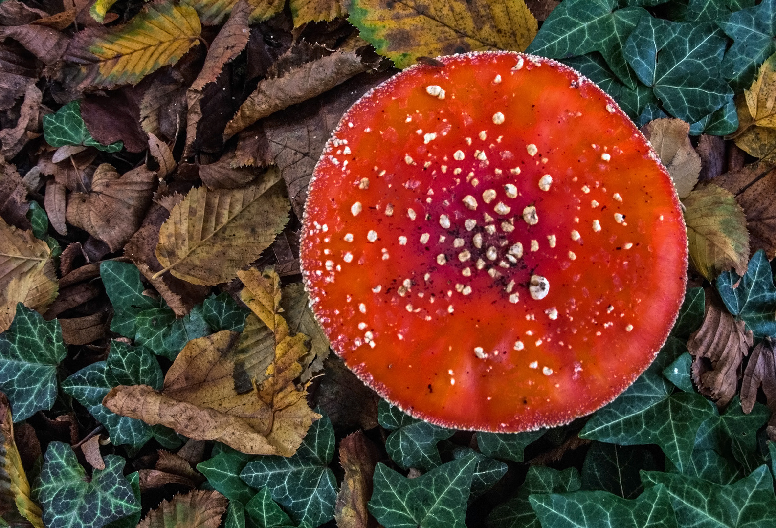 Rotschopf Im Wald Rotschopf Im Wald