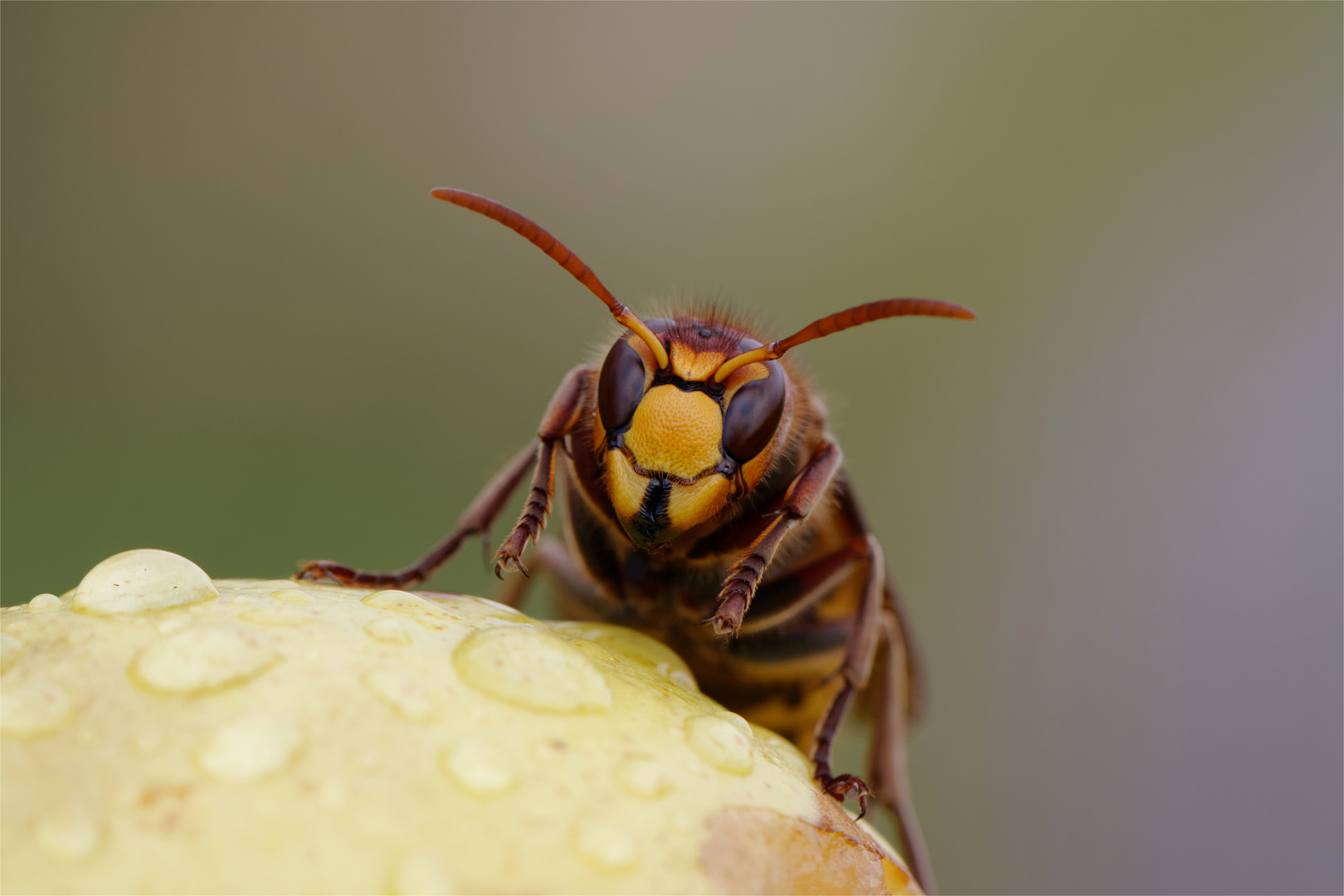 "Rotschopf" Hornisse an einer Birne