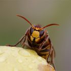 "Rotschopf" Hornisse an einer Birne