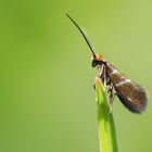 Rotschopf - Micropterix aruncella